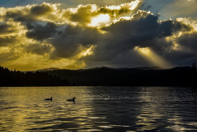 The sun also rises–two loons prepare to forage on Yaquina Bay.