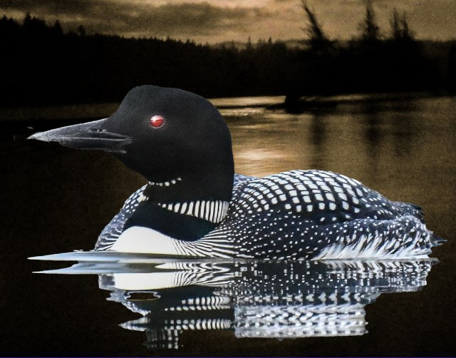 The Loon Compromise