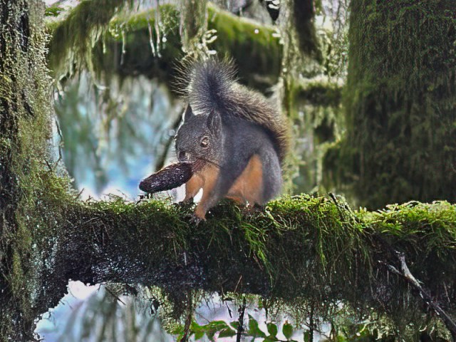 A Douglas squirrel with a Douglas fir cone full of seeds.